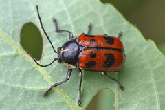 Cryptocephalus octopunctatus