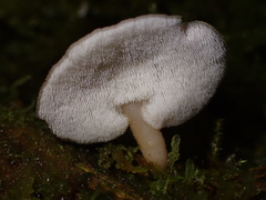Auriscalpium villipes