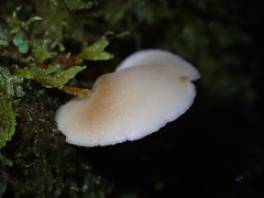 Auriscalpium villipes