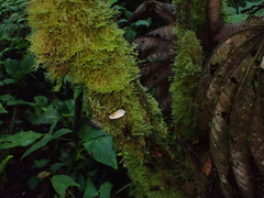 Auriscalpium villipes