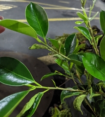 Ficus microcarpa, recorded vegetative