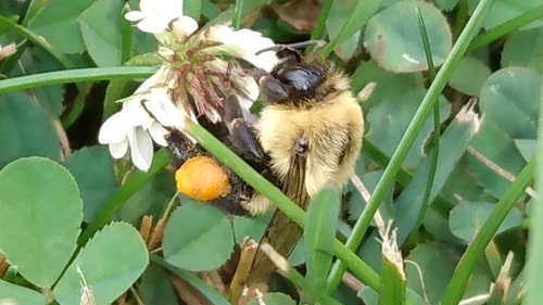 Common eastern bumble bee