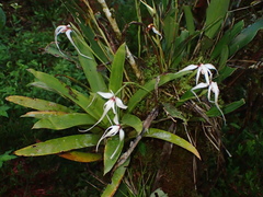 Maxillaria ecuadorensis