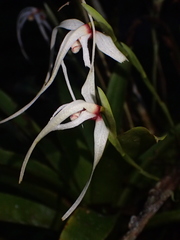 Maxillaria ecuadorensis