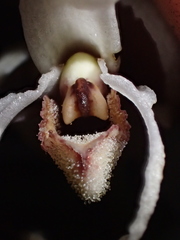 Maxillaria ecuadorensis