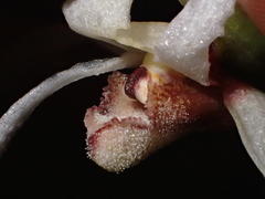 Maxillaria ecuadorensis