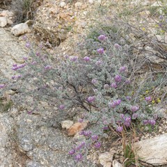 Dalea pulchra