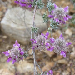 Dalea pulchra