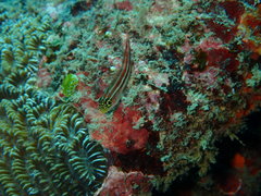 Helcogramma striata