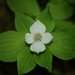 Canadian Bunchberry - Photo (c) Jason M Crockwell, some rights reserved (CC BY-NC-ND), uploaded by Jason M Crockwell