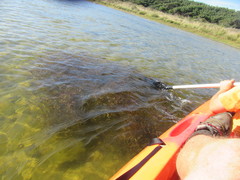 Potamogeton ochreatus