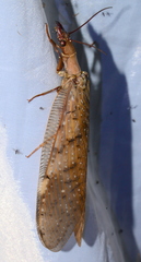 Megaloptera