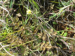 Argentina anserinoides