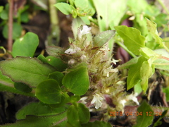 Ajuga taiwanensis