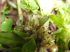 Ajuga taiwanensis