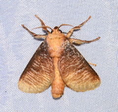 Ulamia sericea