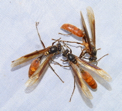 Apoica