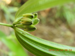 Disporum kawakamii