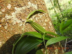 Disporum kawakamii