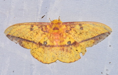 Eacles ormondei peruviana