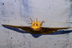 Eacles ormondei peruviana