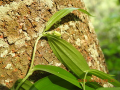 Disporum kawakamii