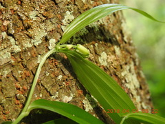 Disporum kawakamii