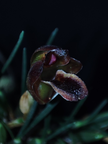 Maxillaria paranaensis, photograph 4