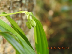 Disporum kawakamii