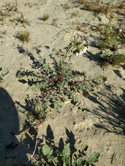 Chylismia claviformis