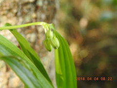 Disporum kawakamii