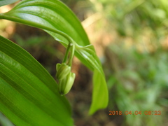 Disporum kawakamii