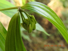 Disporum kawakamii
