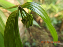 Disporum kawakamii