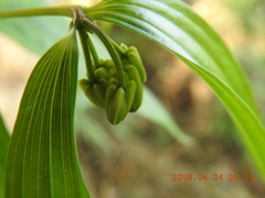 Disporum kawakamii