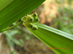 Disporum kawakamii