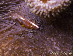 Amphiprion sandaracinos