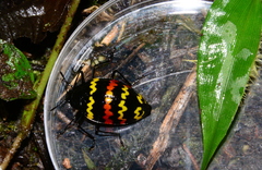Erotylus buckleyi