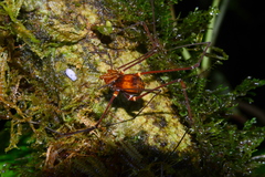 Cranaidae