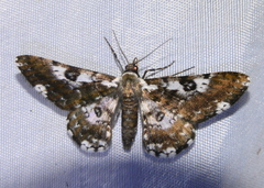 Iridopsis validaria