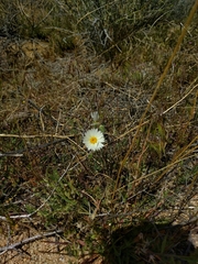 Layia glandulosa