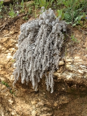 Podonosma orientalis