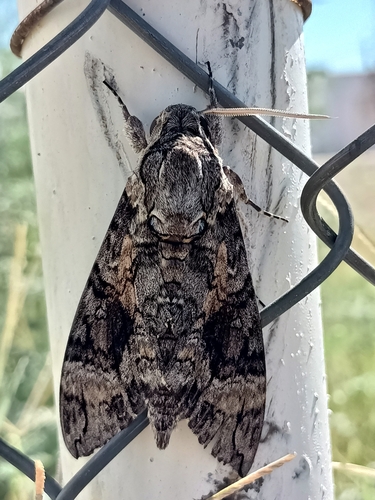 Pink-spotted Hawkmoth