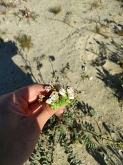 Chylismia claviformis