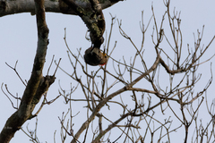 Melanerpes pygmaeus