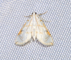 Neurophyseta