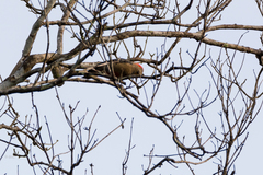 Melanerpes pygmaeus
