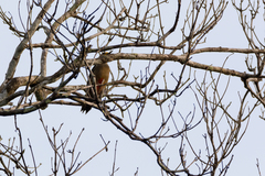 Melanerpes pygmaeus