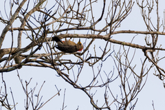 Melanerpes pygmaeus