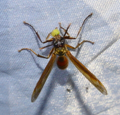 Apoica